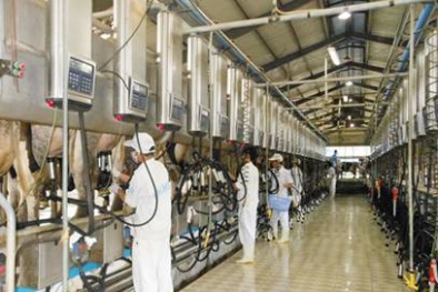 Trang trại nuôi bò sữa Vinamilk đạt chứng nhận ISO 9001:2008